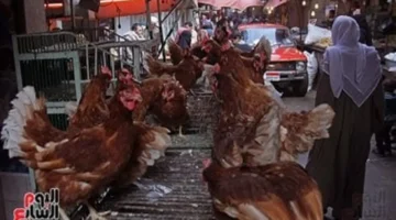 أسعار الدواجن بكفر الشيخ السبت 13 ديسمبر 2025: كيلو الفراخ يصل إلى؟